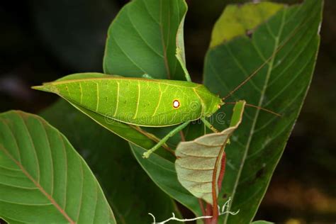 giant malaysian katydid|Malayan Leaf Katydid (Arachnacris corporalis)